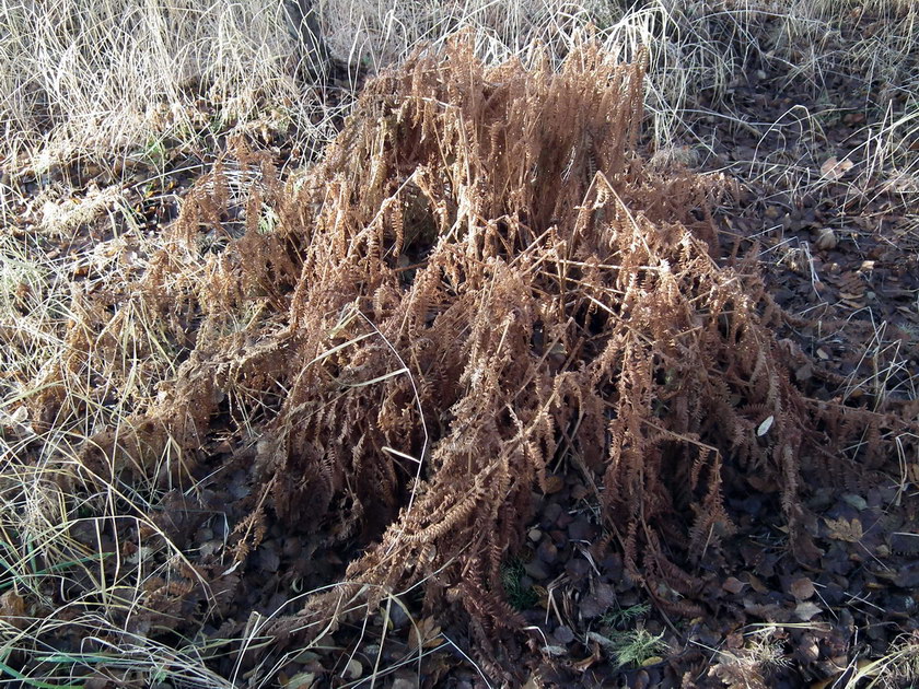 Image of Athyrium filix-femina specimen.