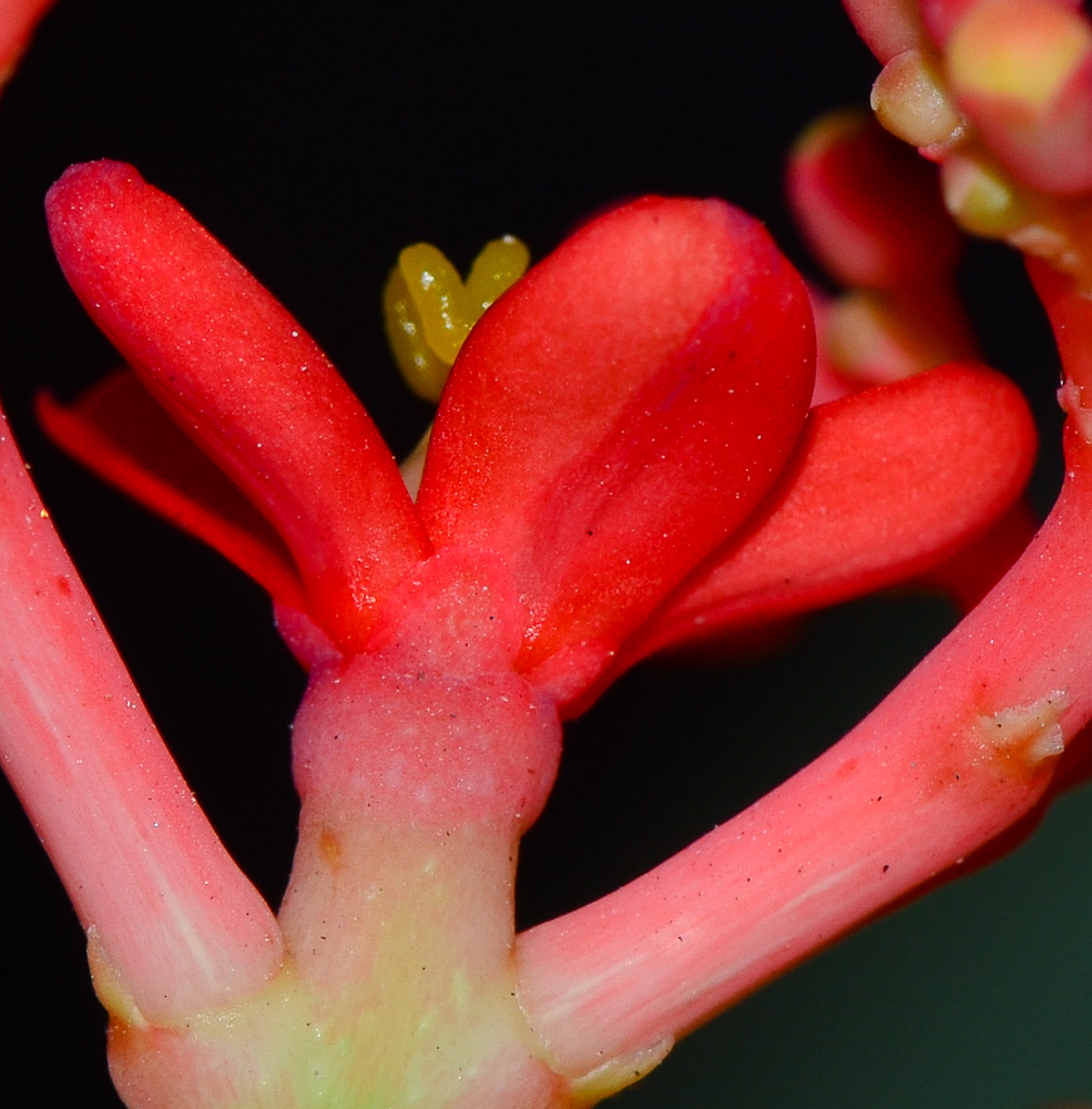 Image of Jatropha podagrica specimen.