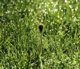 Taraxacum officinale. Цветущее растение. Московская обл., Раменский р-н, окр. дер. Хрипань, садовый участок, газон в утренней росе. 15.05.2014.