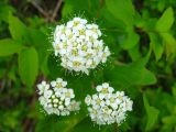 Spiraea media