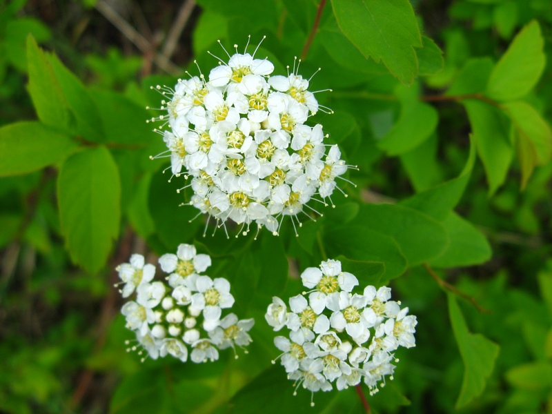 Image of Spiraea media specimen.