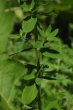 Hypericum hirsutum