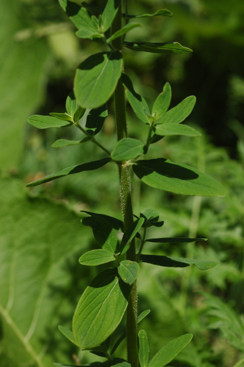 Изображение особи Hypericum hirsutum.