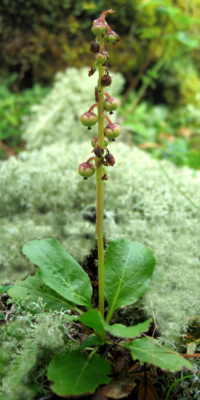 Image of Pyrola minor specimen.