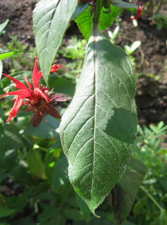 Image of Monarda didyma specimen.