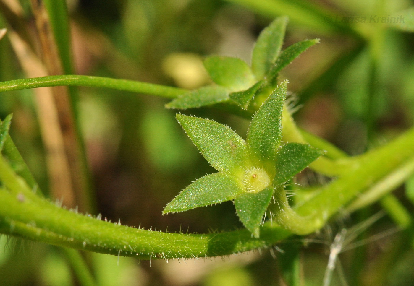 Image of Mazus stachydifolius specimen.