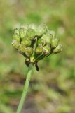 Allium darwasicum