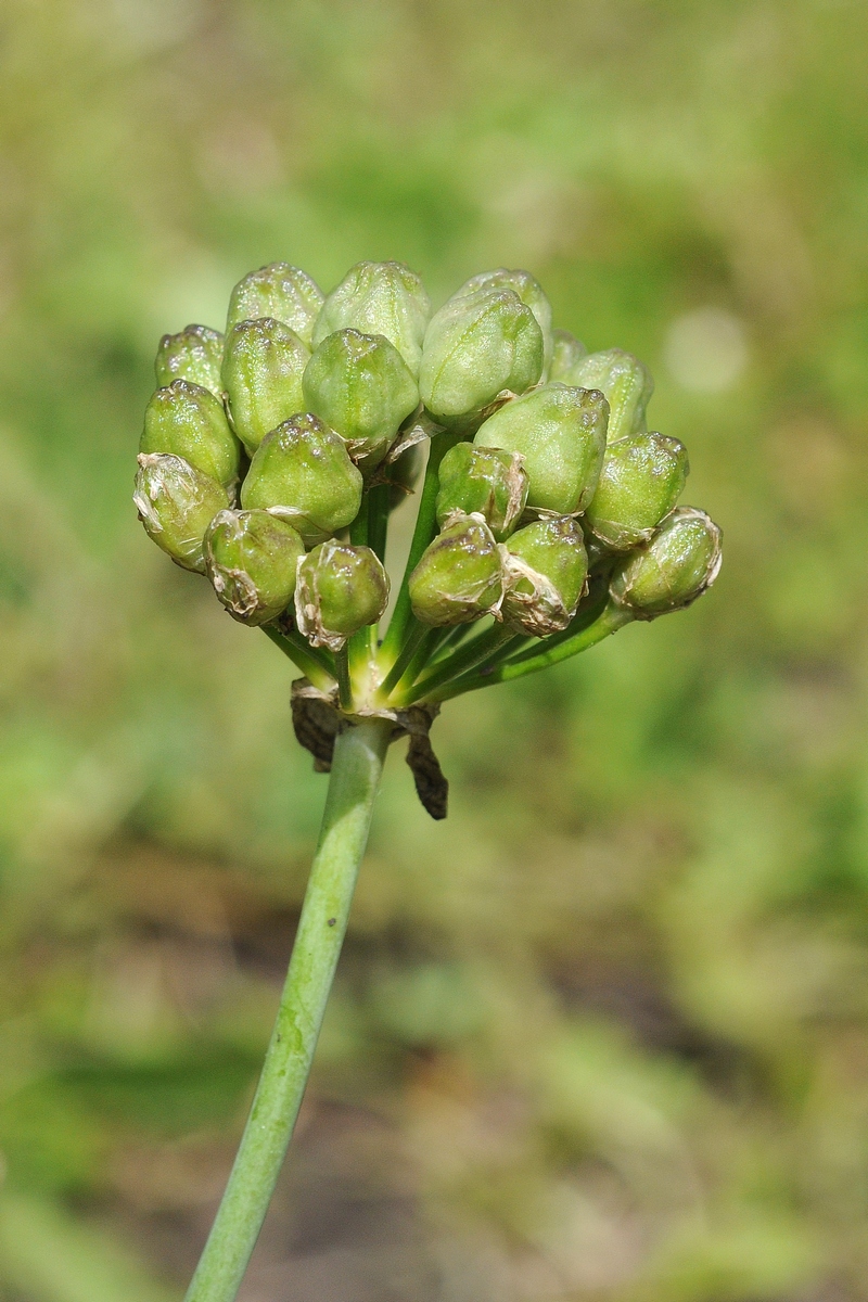 Image of Allium darwasicum specimen.