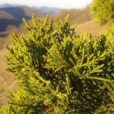 Juniperus foetidissima