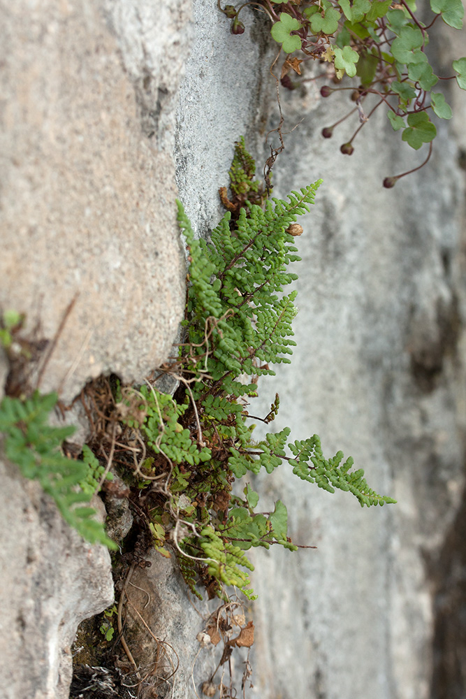 Изображение особи Oeosporangium acrosticum.