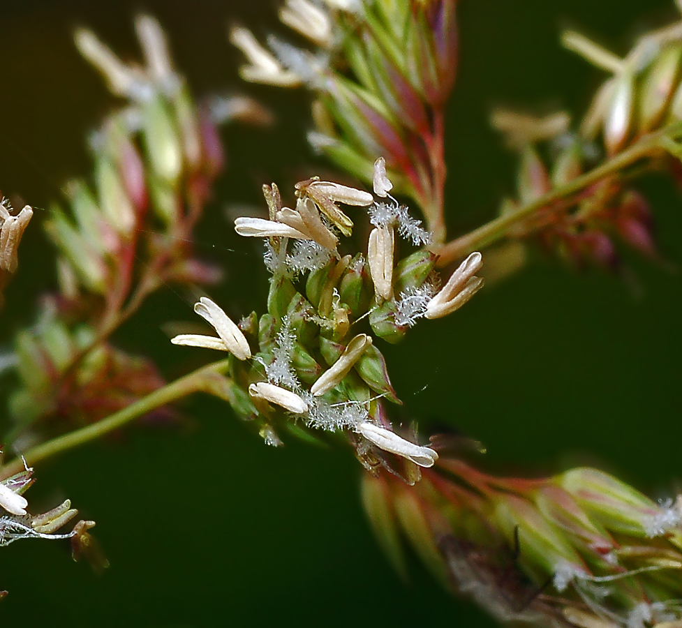 Изображение особи Phalaroides arundinacea.