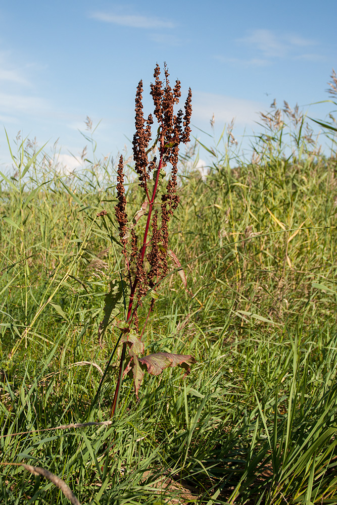 Изображение особи Rumex aquaticus.