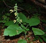 Salvia glutinosa