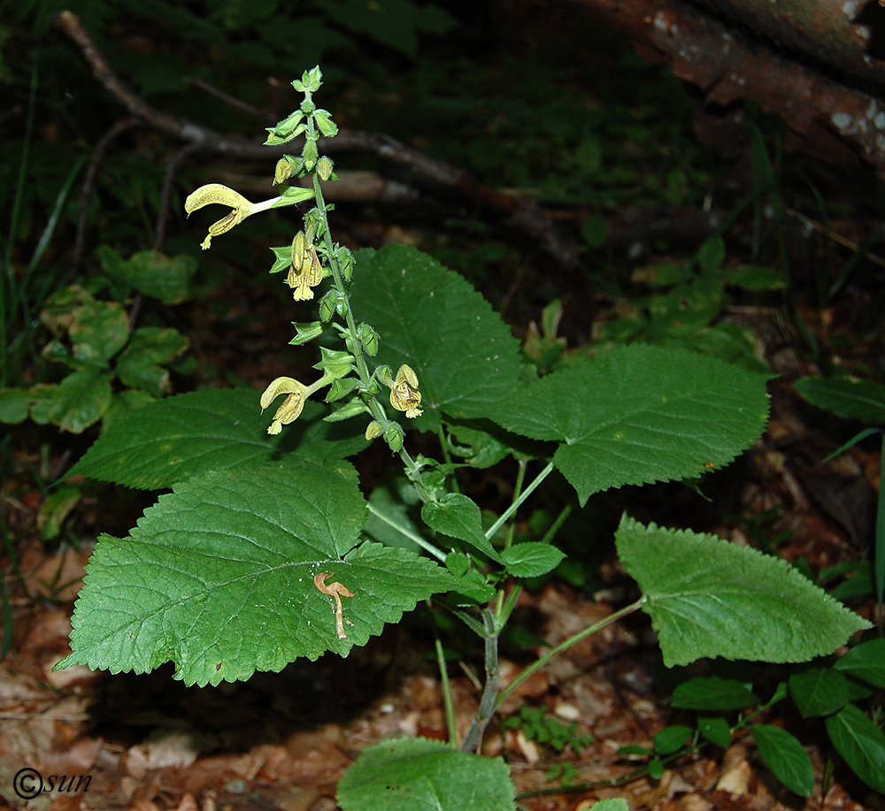 Изображение особи Salvia glutinosa.