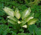 Hosta albomarginata. Вегетирующее растение (в окружении поросли сныти). Московская обл., Раменский р-н, окр. дер. Хрипань, садовый участок. 04.08.2015.