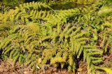 Woodwardia unigemmata