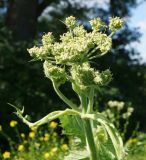 Heracleum dissectum