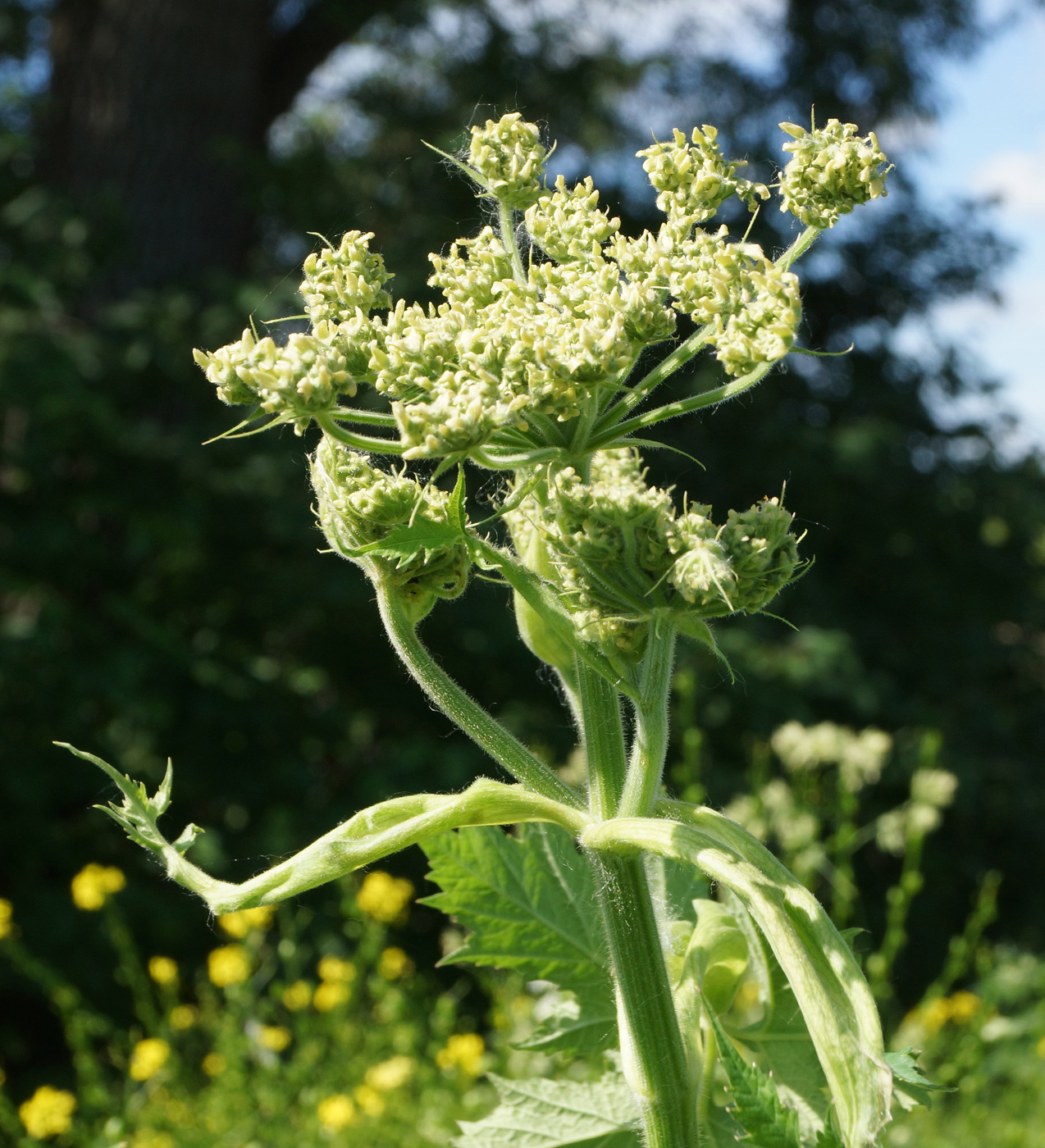 Image of Heracleum dissectum specimen.