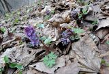 Corydalis solida. Цветущие растения. Москва, Музей-заповедник Коломенское, Голосов овраг, склон южной экспозиции. 09.04.2015.
