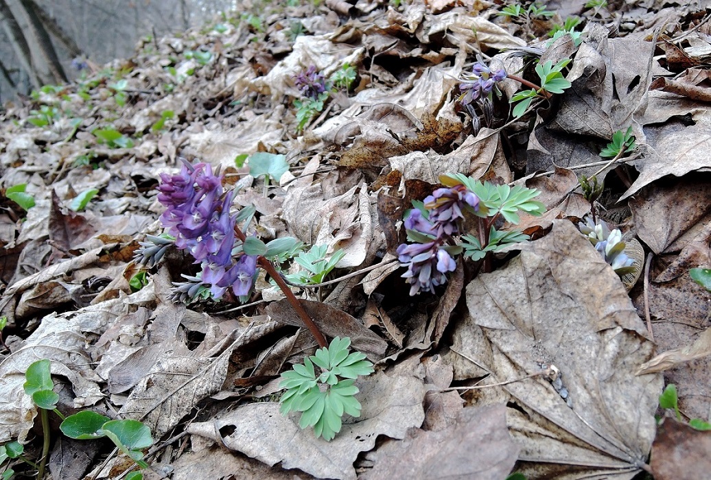 Image of Corydalis solida specimen.