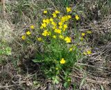 Ranunculus propinquus