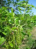 Quercus macranthera