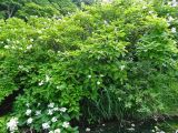 Hydrangea paniculata