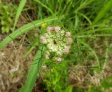 Daucus carota. Расцветающее соцветие. Франция, Приморские Альпы, пригород Граса, рудеральное местообитание. 22.07.2014.