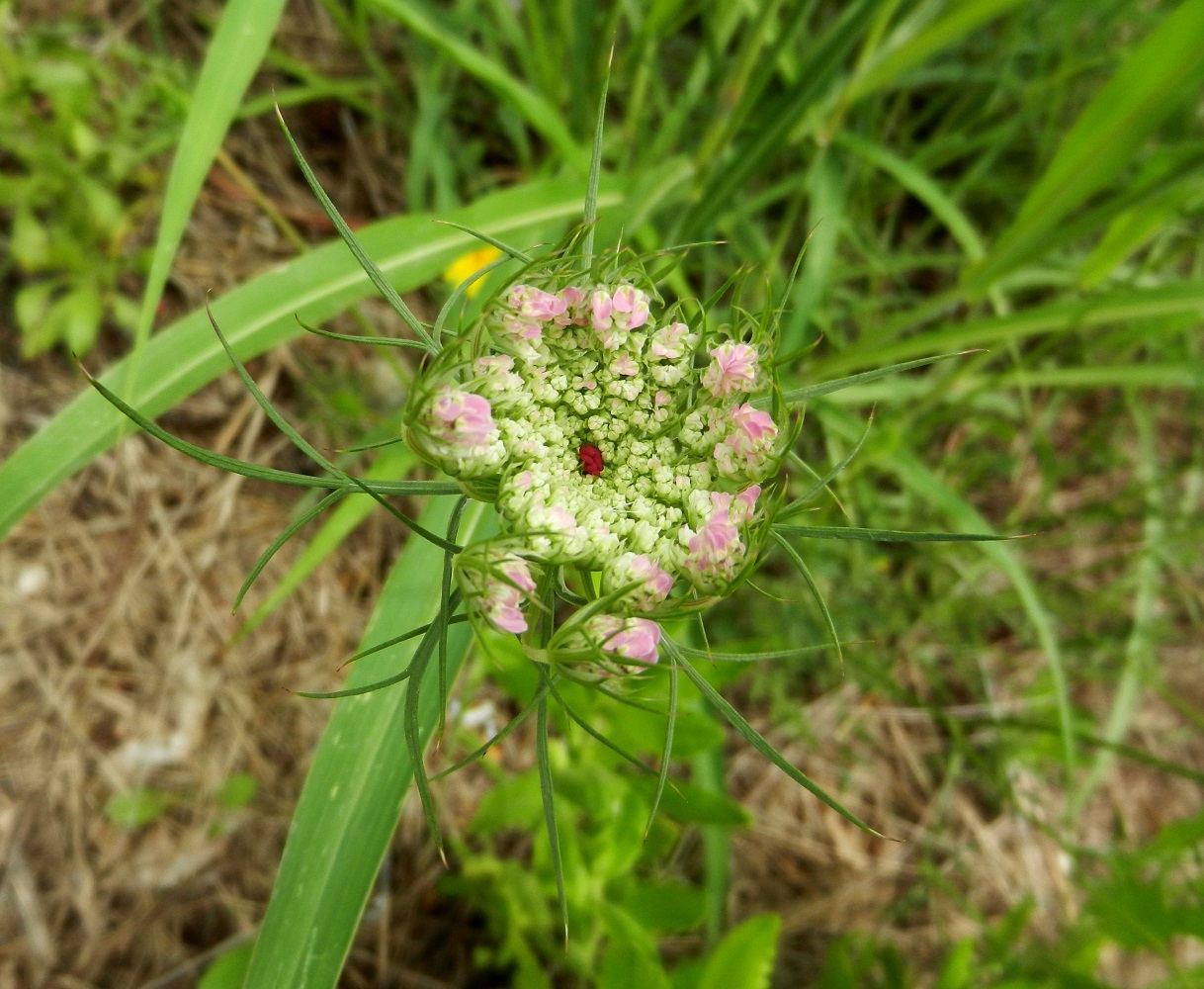 Image of Daucus carota specimen.