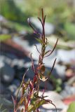 Epilobium hornemannii. Верхушка цветущего и плодоносящего растения. Мурманская обл., п-ов Рыбачий, побережье Большой Волоковой губы, каменистый берег ручья. 30.07.2015.