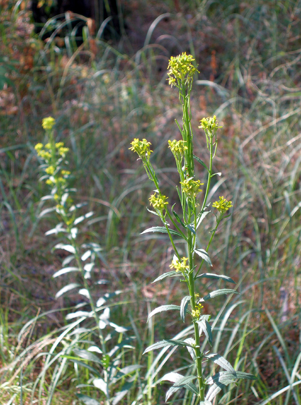 Image of Erysimum hieraciifolium specimen.