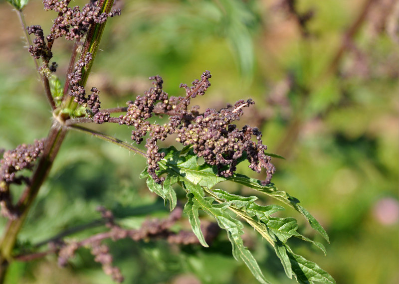 Image of Urtica cannabina specimen.