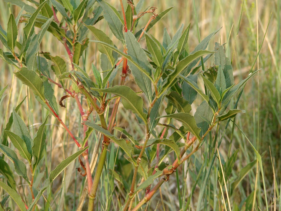 Изображение особи Aconogonon alpinum.