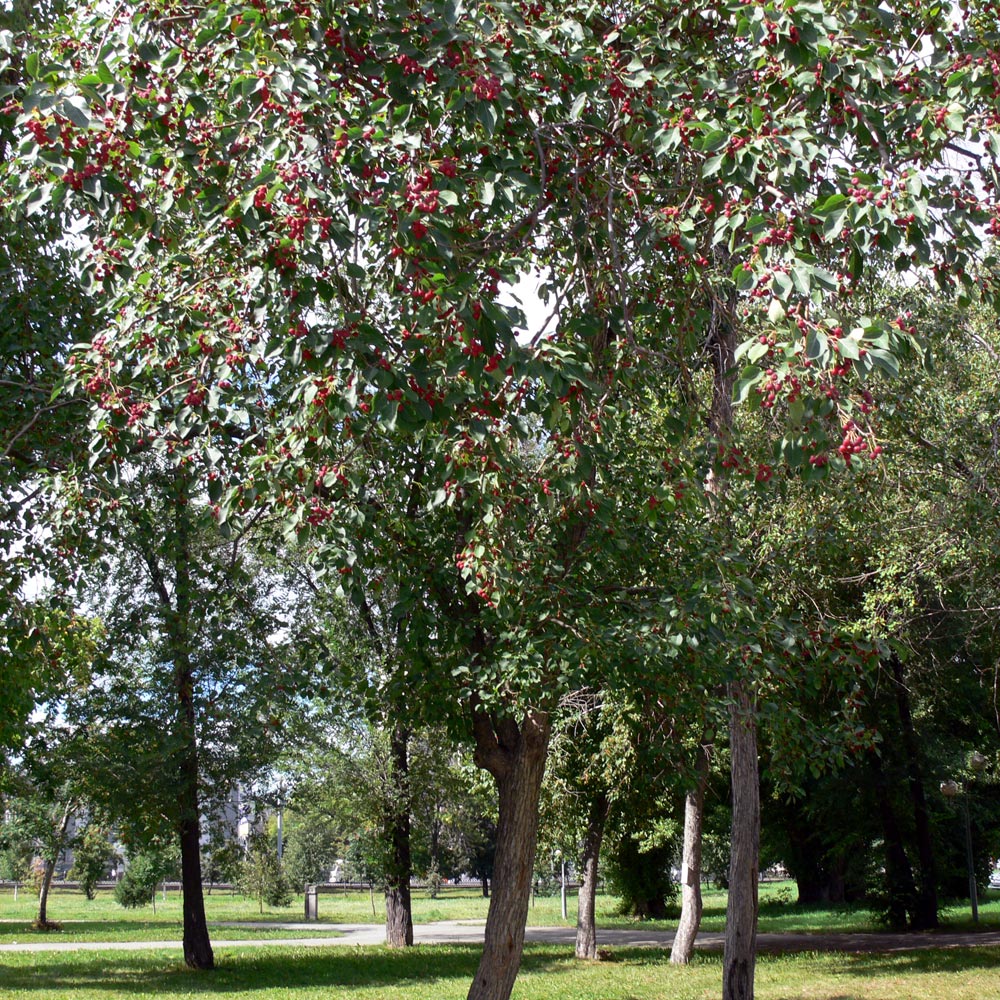 Изображение особи Malus baccata.