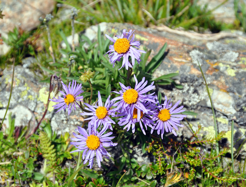 Изображение особи Aster alpinus.