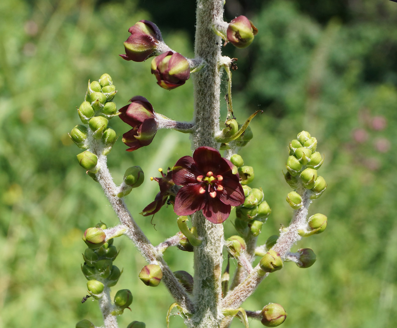 Изображение особи Veratrum nigrum.