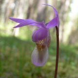 Calypso bulbosa. Цветок. Свердловская обл., окр. г. Североуральск, травяно-моховой сосняк с елью на известняках. 27.05.2007.