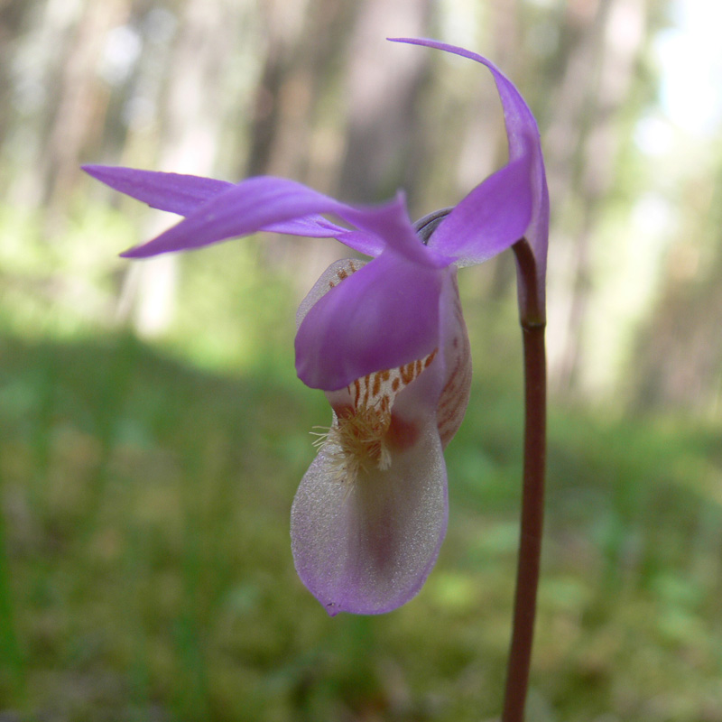 Изображение особи Calypso bulbosa.