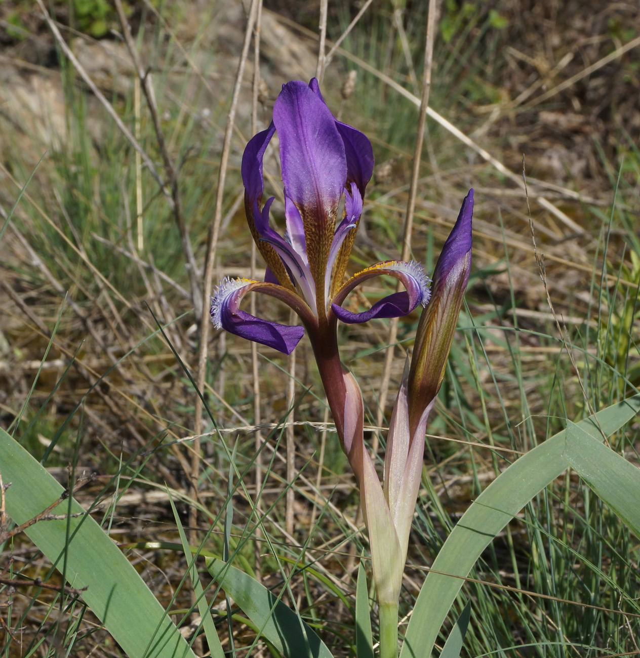 Изображение особи Iris glaucescens.