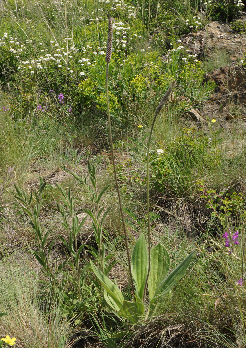 Изображение особи Plantago urvillei.