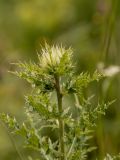 Cirsium obvallatum