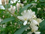 Lonicera tatarica. Побег с соцветиями. Ленинградская обл., г. Волхов, левый берег, Октябрьская наб., около типографии. 25.05.2010.