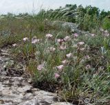 Convolvulus tauricus