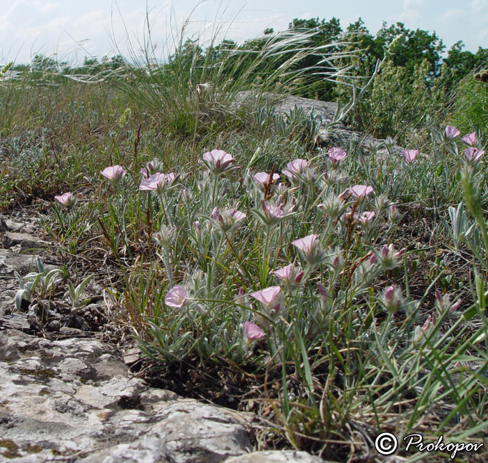 Изображение особи Convolvulus tauricus.