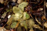 Verbascum thapsus. Вегетирующее растение. Средний Урал, Пермский край, Кунгурский р-н, правый берег р. Сылва, подножие камня Ермак. 9 апреля 2016 г.