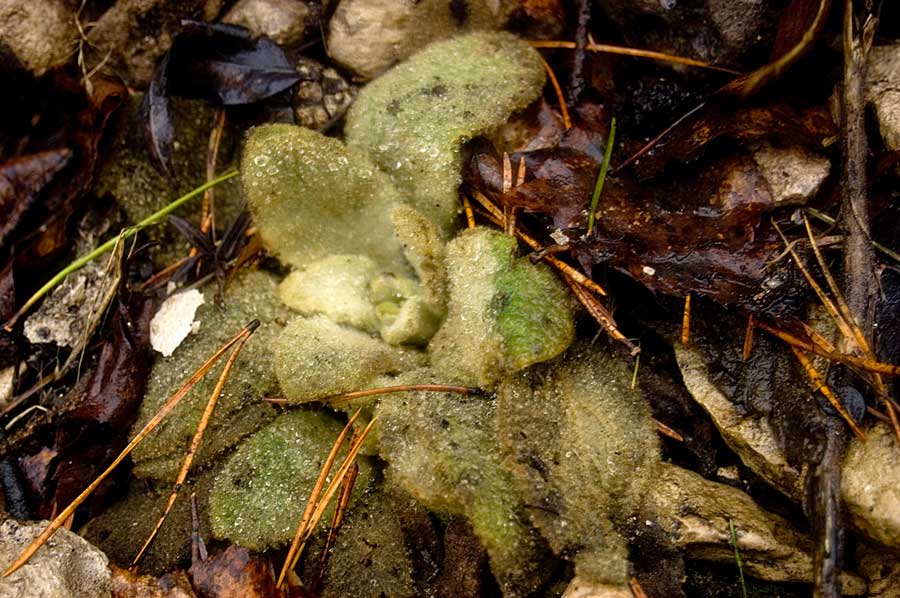 Image of Verbascum thapsus specimen.