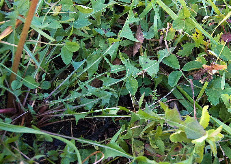 Изображение особи Taraxacum officinale.