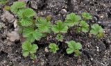 Rubus arcticus