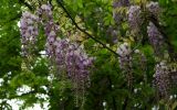 Wisteria sinensis