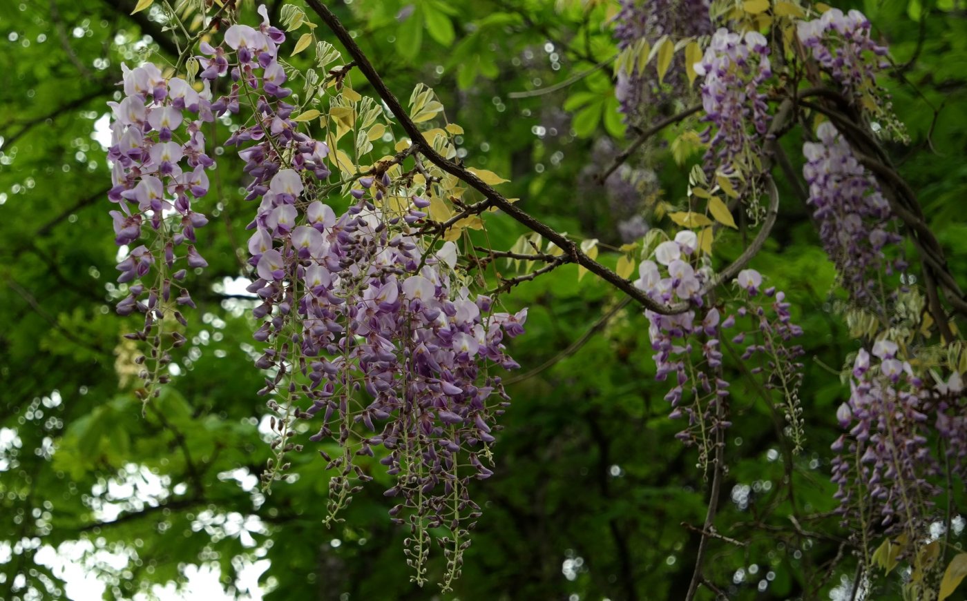 Image of Wisteria sinensis specimen.